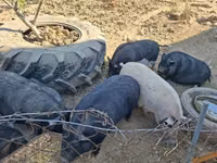 خنزير ذكر — الصورة 1