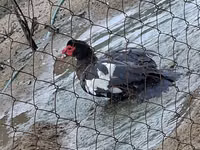 Geese — 照片 8