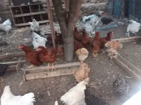Brahma — foto 1