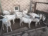 बकरियाँ (लॉट, लिंग निर्दिष्ट नहीं), Saanen goat — फ़ोटो 1