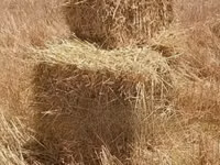 Hay Bales and Rhodes Grass — photo 1