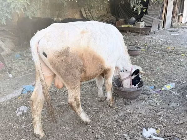 ثور, الماشية
