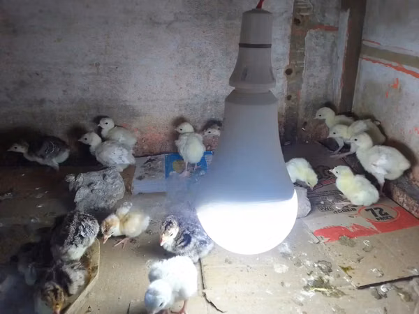 Turkeys