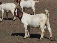 Goats (batch, sex not specified), Boer goat — photo 5