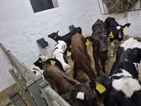 Bulle, Russian Black pied cattle — Foto 2