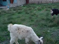 Billy Goat, Alpine goat — photo 1