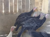 Turkeys — photo 2
