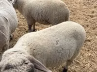 मेढ़ा, Tsigai sheep — फ़ोटो 2