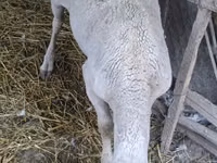 Ram, Assaf sheep — photo 2