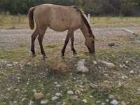 घोड़ी, Azerbaijan horse — फ़ोटो 1