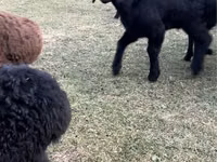 Goats (batch, sex not specified), Goats — photo 1