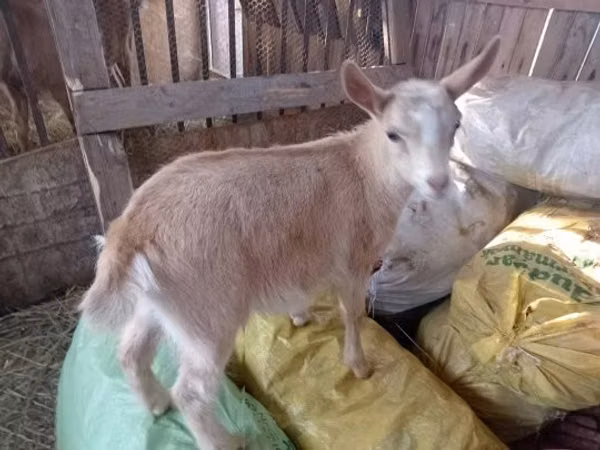 Ziege, Italian Alpine goat