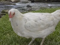 Chickens — Foto 5