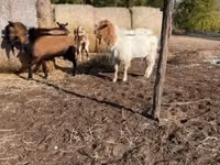 मेढ़ा, White Suffolk sheep — फ़ोटो 6
