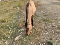 घोड़ी, Azerbaijan horse — फ़ोटो 3