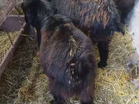 Billy Goat, Goats — photo 7