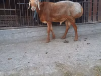 Ram, Saryarka sheep — photo 1