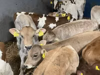 Cattle (batch, sex not specified), Cattle — photo 7