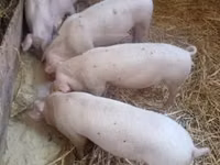 Säue, Schweine — Foto 2