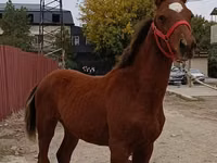 Hengst, Budyonny horse — Foto 2