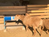 Schaf, Arashan sheep — Foto 4