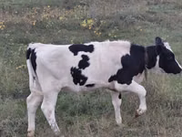 Vaca, Raza Holstein — foto 2