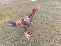 Chickens — 照片 5