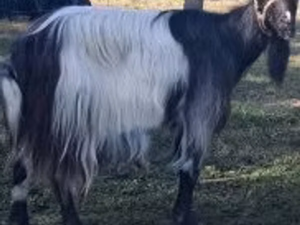 Goat, Goats