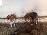 Bulle, Simmental cattle — Foto 4