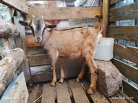 Goats (batch, sex not specified), Alpine goat — photo 1