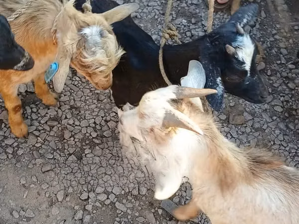 Goats (batch, sex not specified), Goats