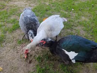 Guinea fowl — Foto 3