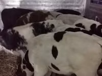 Bull, Russian Black pied cattle — photo 6