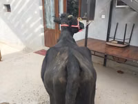 Vaca, Ganado vacuno — foto 4
