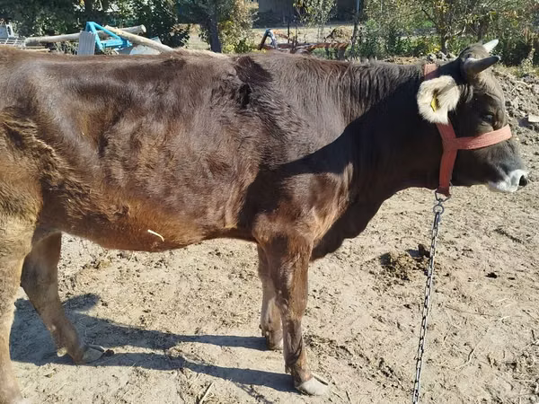 Kuh, Swiss cattle