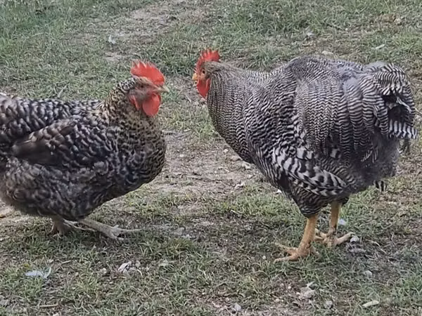 Chickens