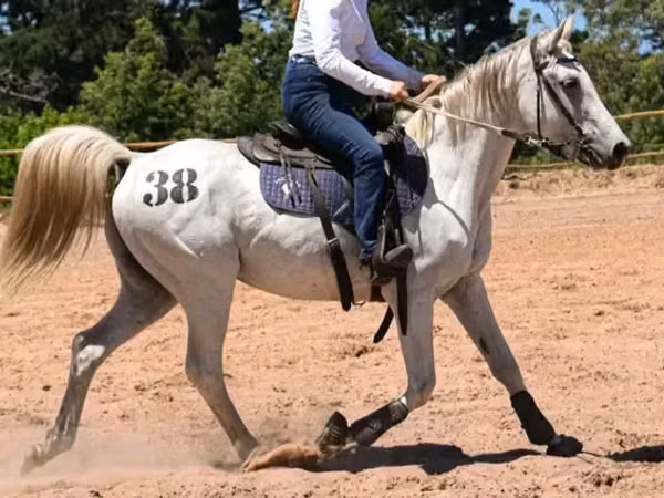 घोड़ा, Arabian horse