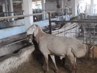 Ram, Sheep — photo 2