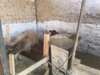 Widder, Rhon sheep — Foto 4