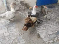 Ducks — Foto 5