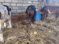Vaca, Simmental cattle — foto 3