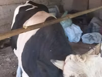सांड, Russian Black pied cattle — फ़ोटो 3