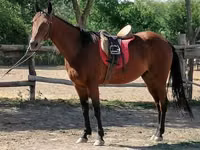 Caballo, Caballos — foto 2
