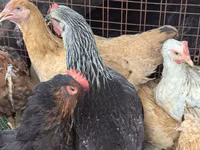 Turkeys — الصورة 8