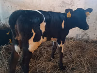 بقرة, Russian Black pied cattle — الصورة 3