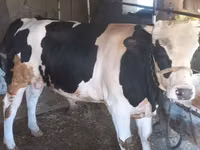 सांड, Russian Black pied cattle — फ़ोटो 1