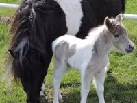 Yegua, Miniature horse — foto 6