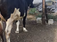गाय, Russian Black pied cattle — फ़ोटो 6