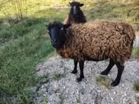 Sheep, Ouessant sheep — photo 1