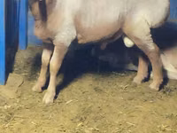 Ram, Arashan sheep — photo 1